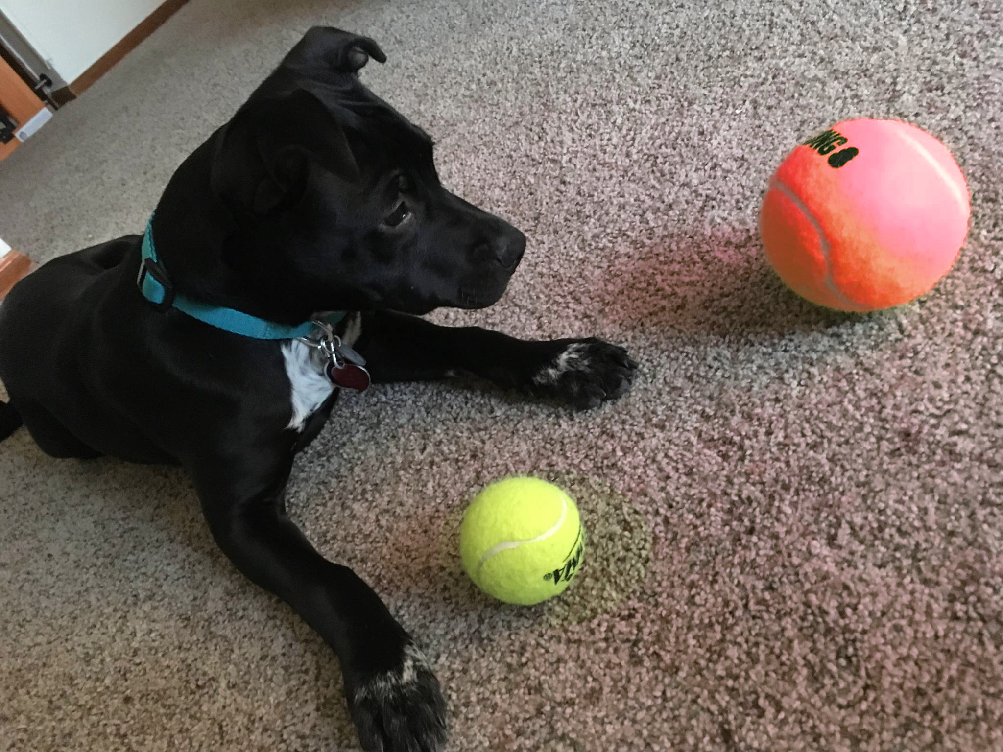 A small black dog looking at two tennis balls, one large and red and the other standard sized and yellow.