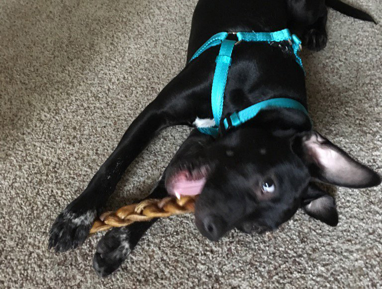 A black dog rolling around on the floor, wearing a bright blue harness and chewing on a bully braid. Her ears are up and she's making a silly face.